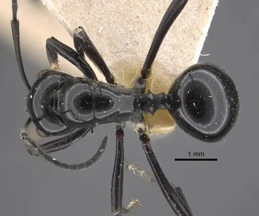 Polyrhachis demangei specimen CASENT0917293 image casent0917293_1