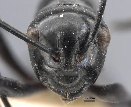 Polyrhachis demangei specimen CASENT0917293 image casent0917293_2