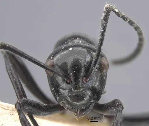 Polyrhachis demangei specimen CASENT0917293 image casent0917293_3