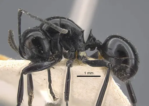 Polyrhachis demangei specimen CASENT0917293 image casent0917293_4