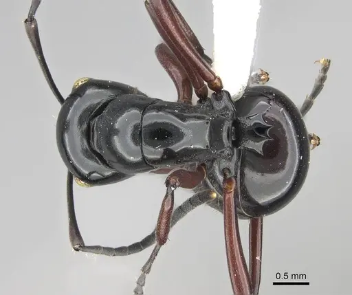 Polyrhachis demangei specimen CASENT0919852 image casent0919852_1