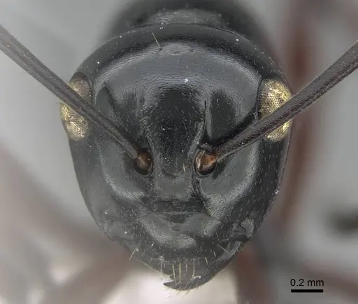Polyrhachis demangei specimen CASENT0919852 image casent0919852_2