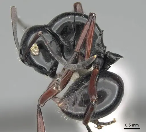 Polyrhachis demangei specimen CASENT0919852 image casent0919852_3