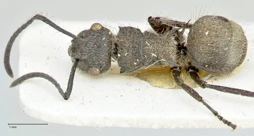 Polyrhachis denselineata specimen FOCOL2595 image focol2595_1