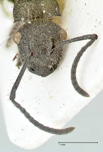 Polyrhachis denselineata specimen FOCOL2595 image focol2595_2
