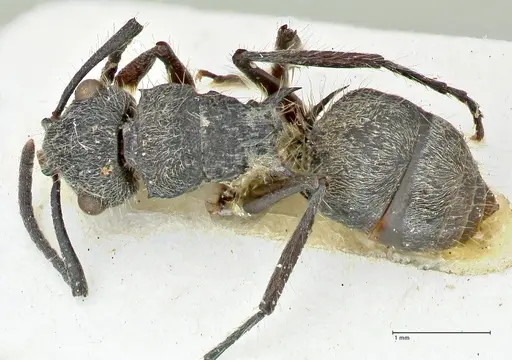 Polyrhachis denselineata specimen FOCOL2596 image focol2596_1
