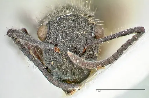 Polyrhachis denselineata specimen FOCOL2596 image focol2596_2