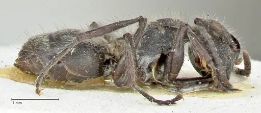 Polyrhachis denselineata specimen FOCOL2596 image focol2596_3