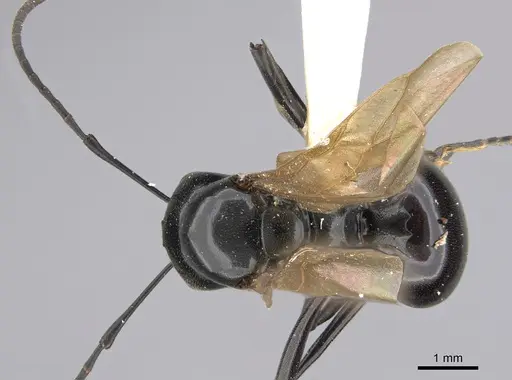 Polyrhachis dentata specimen CASENT0923489 image casent0923489_1