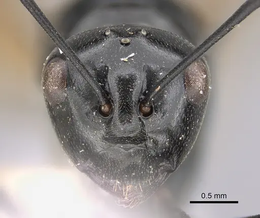 Polyrhachis dentata specimen CASENT0923489 image casent0923489_2