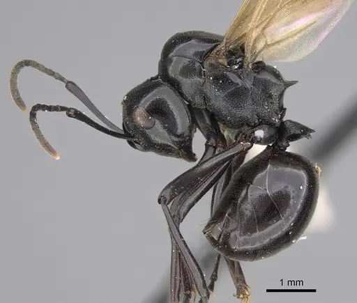 Polyrhachis dentata specimen CASENT0923489 image casent0923489_3