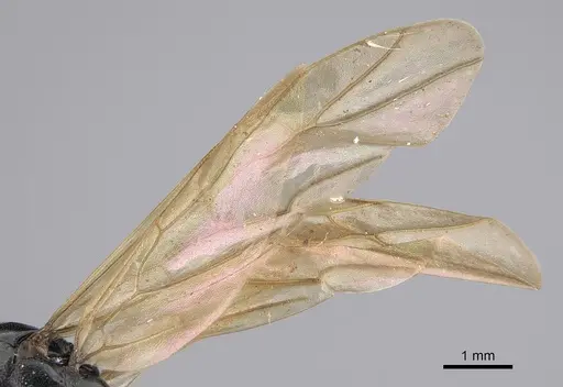 Polyrhachis dentata specimen CASENT0923489 image casent0923489_4