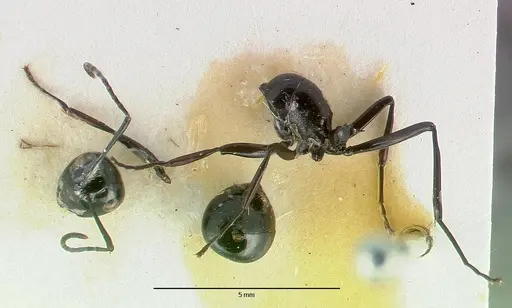 Polyrhachis dentata specimen CASTYPE06935-01 image castype06935-01_1