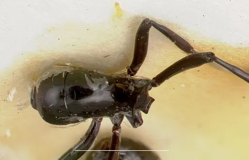 Polyrhachis dentata specimen CASTYPE06935-01 image castype06935-01_2