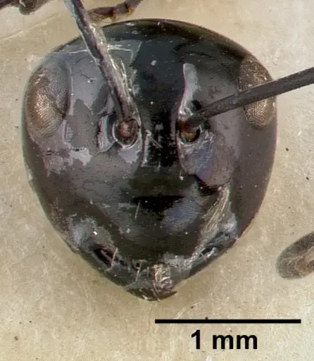 Polyrhachis dentata specimen CASTYPE06935-01 image castype06935-01_3