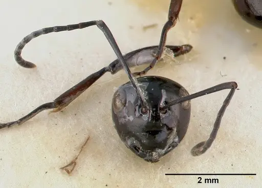 Polyrhachis dentata specimen CASTYPE06935-01 image castype06935-01_4