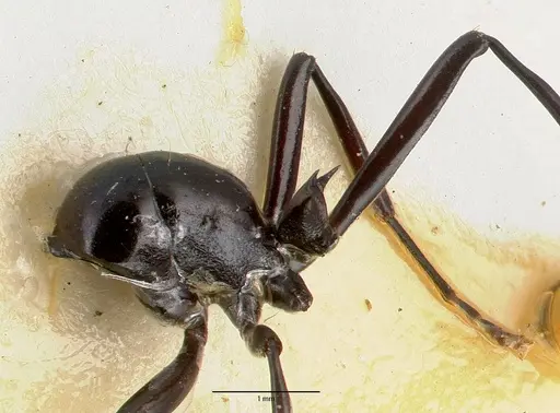 Polyrhachis dentata specimen CASTYPE06935-01 image castype06935-01_5