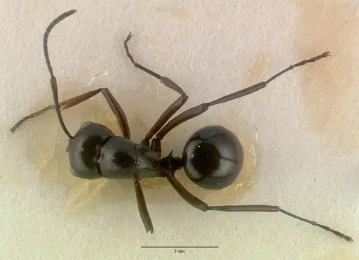 Polyrhachis dentata specimen CASTYPE06935-02 image castype06935-02_1