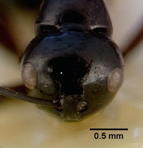 Polyrhachis dentata specimen CASTYPE06935-02 image castype06935-02_2