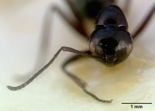 Polyrhachis dentata specimen CASTYPE06935-02 image castype06935-02_3
