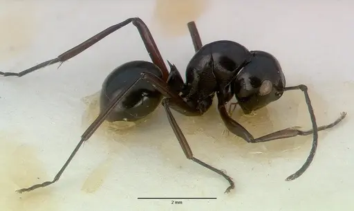 Polyrhachis dentata specimen CASTYPE06935-02 image castype06935-02_4