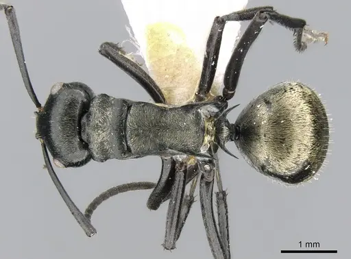 Polyrhachis denticulata specimen CASENT0906591 image casent0906591_1