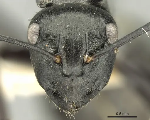 Polyrhachis denticulata specimen CASENT0906591 image casent0906591_2