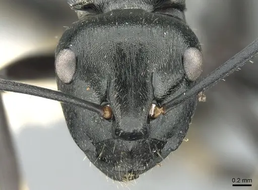 Polyrhachis denticulata specimen CASENT0906591 image casent0906591_3