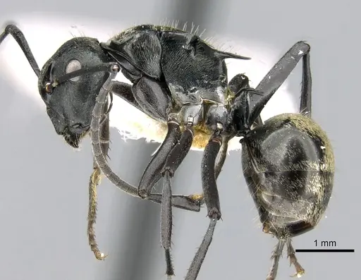 Polyrhachis denticulata specimen CASENT0906591 image casent0906591_4