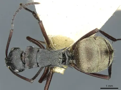 Polyrhachis denticulata specimen CASENT0912111 image casent0912111_1