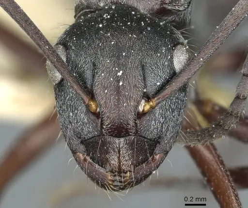 Polyrhachis denticulata specimen CASENT0912111 image casent0912111_2