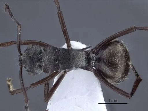 Polyrhachis denticulata specimen CASENT0916759 image casent0916759_1