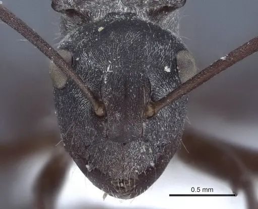 Polyrhachis denticulata specimen CASENT0916759 image casent0916759_2