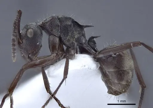 Polyrhachis denticulata specimen CASENT0916759 image casent0916759_3
