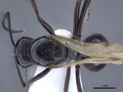 Polyrhachis denticulata specimen CASENT0916760 image casent0916760_1