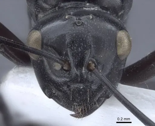 Polyrhachis denticulata specimen CASENT0916760 image casent0916760_2