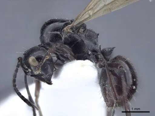 Polyrhachis denticulata specimen CASENT0916760 image casent0916760_3