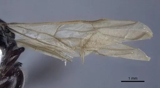 Polyrhachis denticulata specimen CASENT0916760 image casent0916760_4