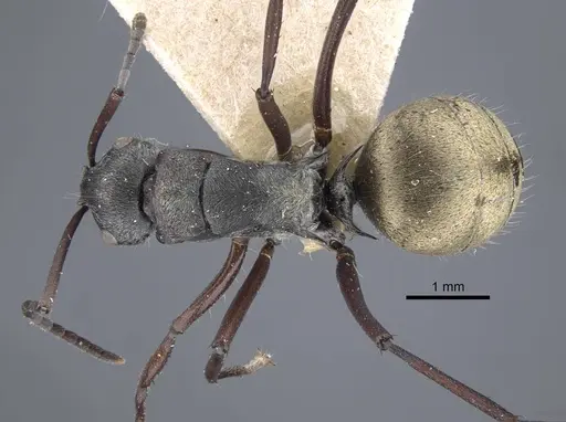 Polyrhachis denticulata specimen CASENT0917180 image casent0917180_1