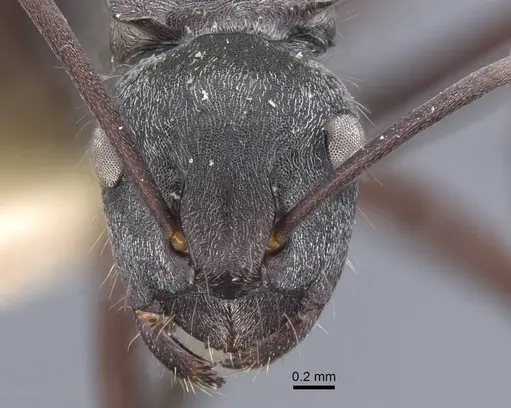 Polyrhachis denticulata specimen CASENT0917180 image casent0917180_2