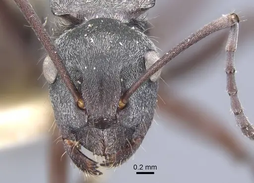 Polyrhachis denticulata specimen CASENT0917180 image casent0917180_3