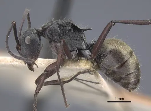 Polyrhachis denticulata specimen CASENT0917180 image casent0917180_4