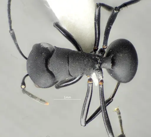 Polyrhachis dentihumera specimen ANTWEB1060620 image antweb1060620_1