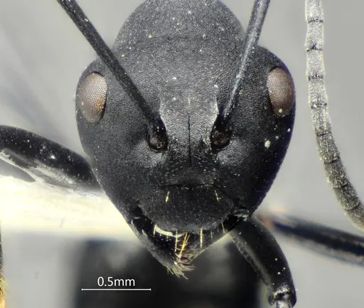 Polyrhachis dentihumera specimen ANTWEB1060620 image antweb1060620_2