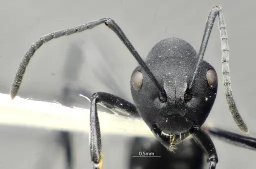 Polyrhachis dentihumera specimen ANTWEB1060620 image antweb1060620_3