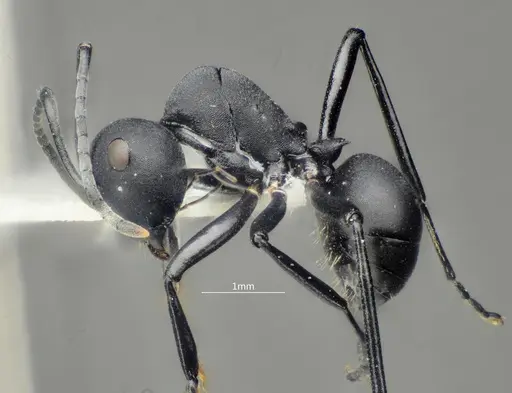 Polyrhachis dentihumera specimen ANTWEB1060620 image antweb1060620_4