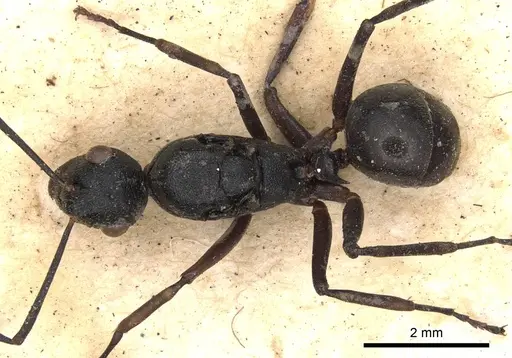 Polyrhachis derecyna specimen CASENT0901814 image casent0901814_1