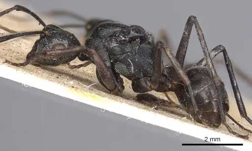 Polyrhachis derecyna specimen CASENT0901814 image casent0901814_4
