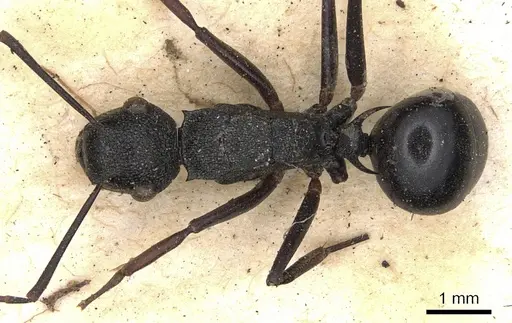 Polyrhachis derecyna specimen CASENT0901821 image casent0901821_1