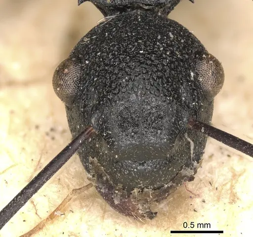 Polyrhachis derecyna specimen CASENT0901821 image casent0901821_2